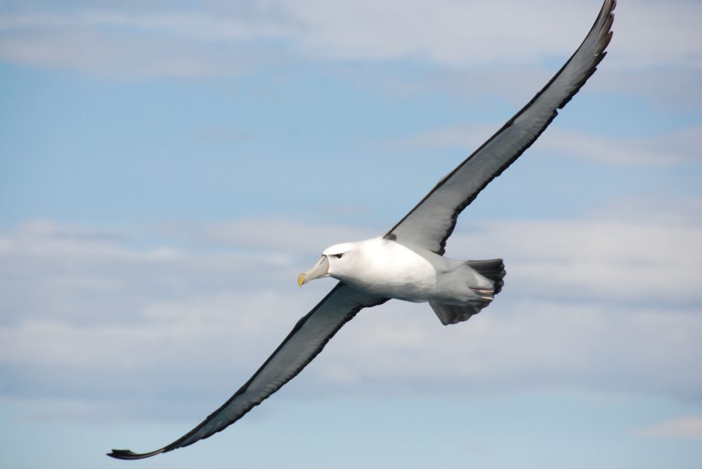 Grey-backed-Shy-Albatross-3