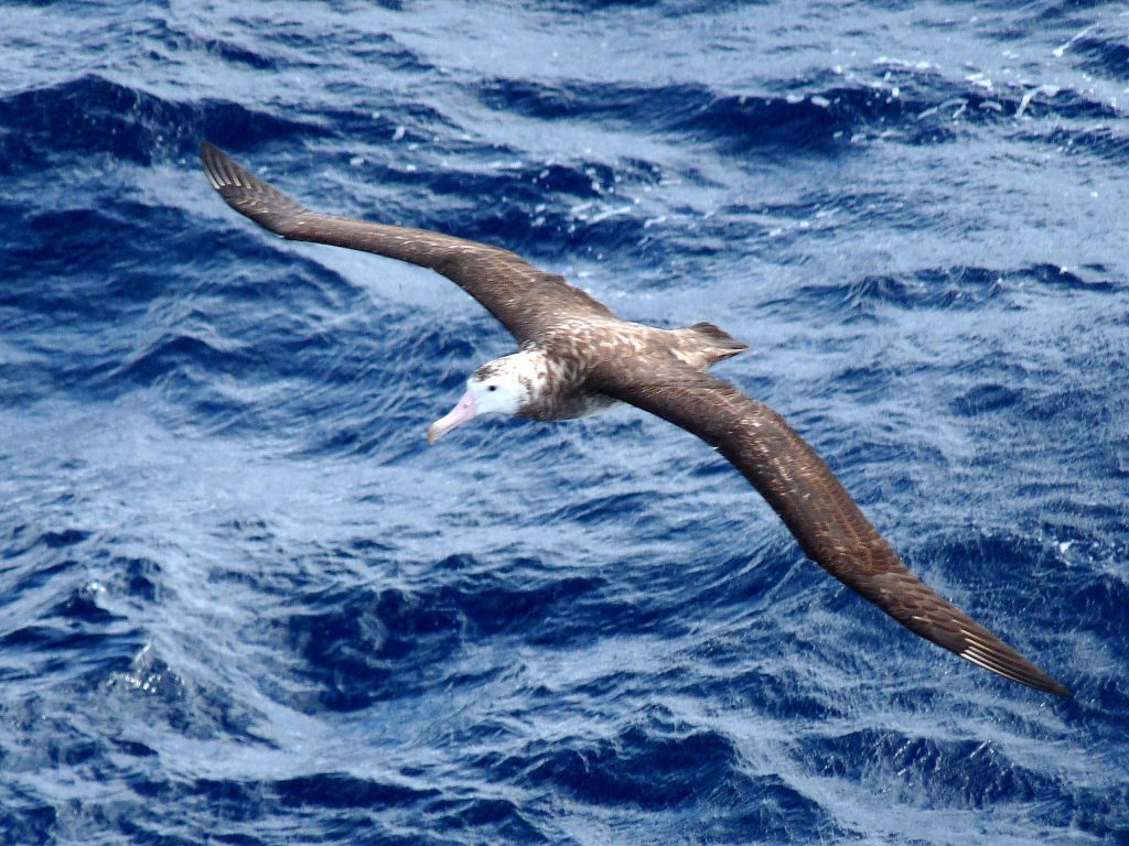 Tristan_Albatross_(1)