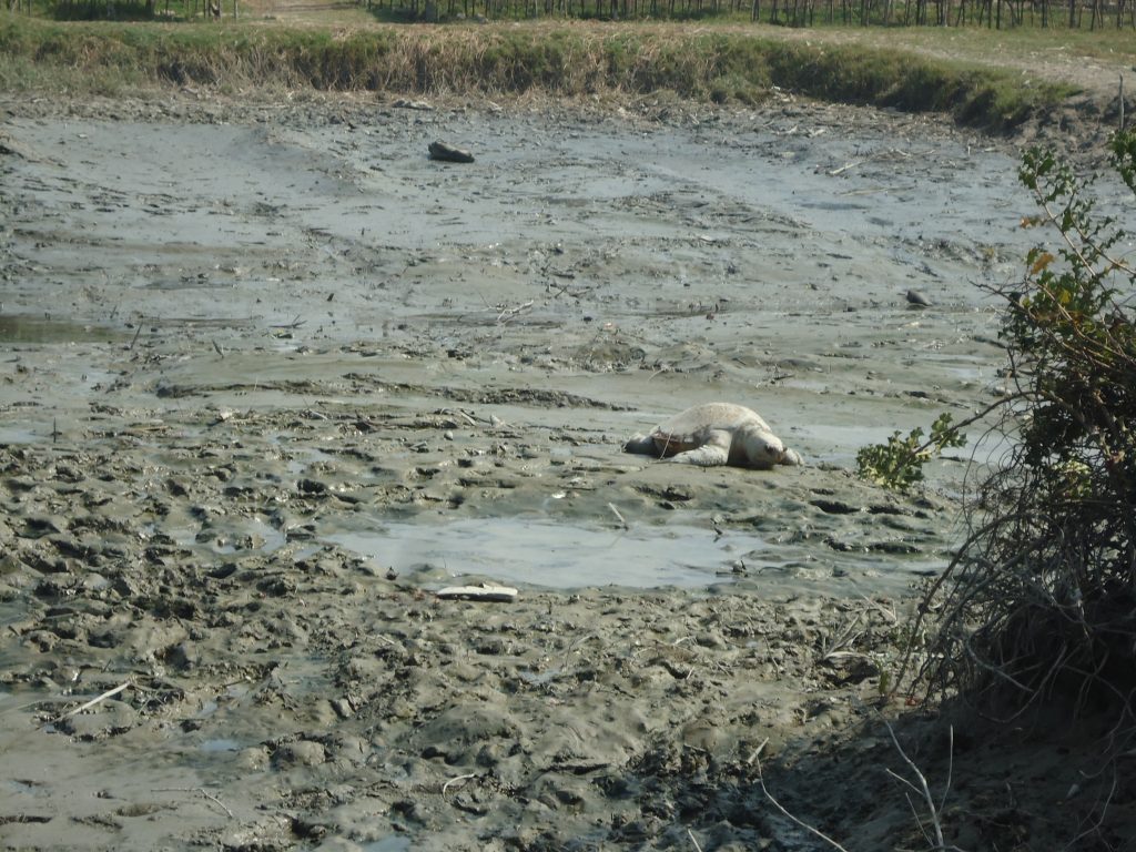 ছবিঃ মৃত কচ্ছপ