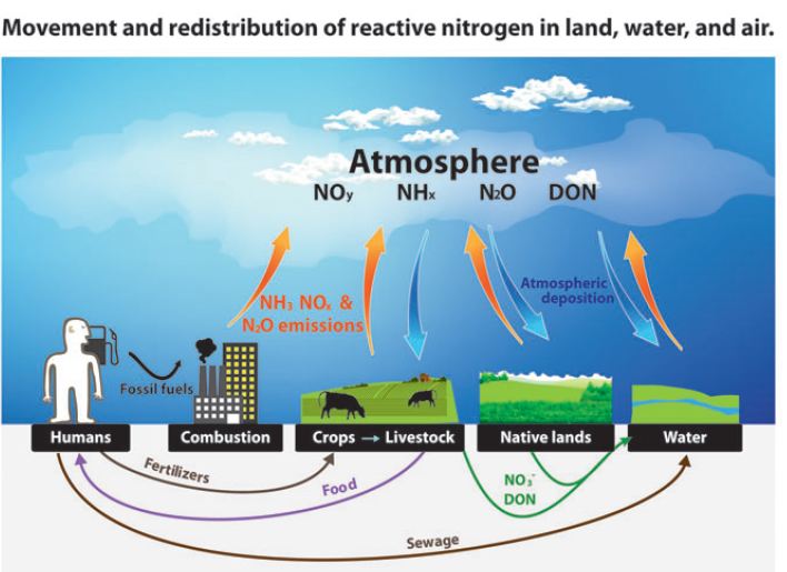 nitrogen-cycle