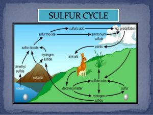 sulfur-cycle-8-638